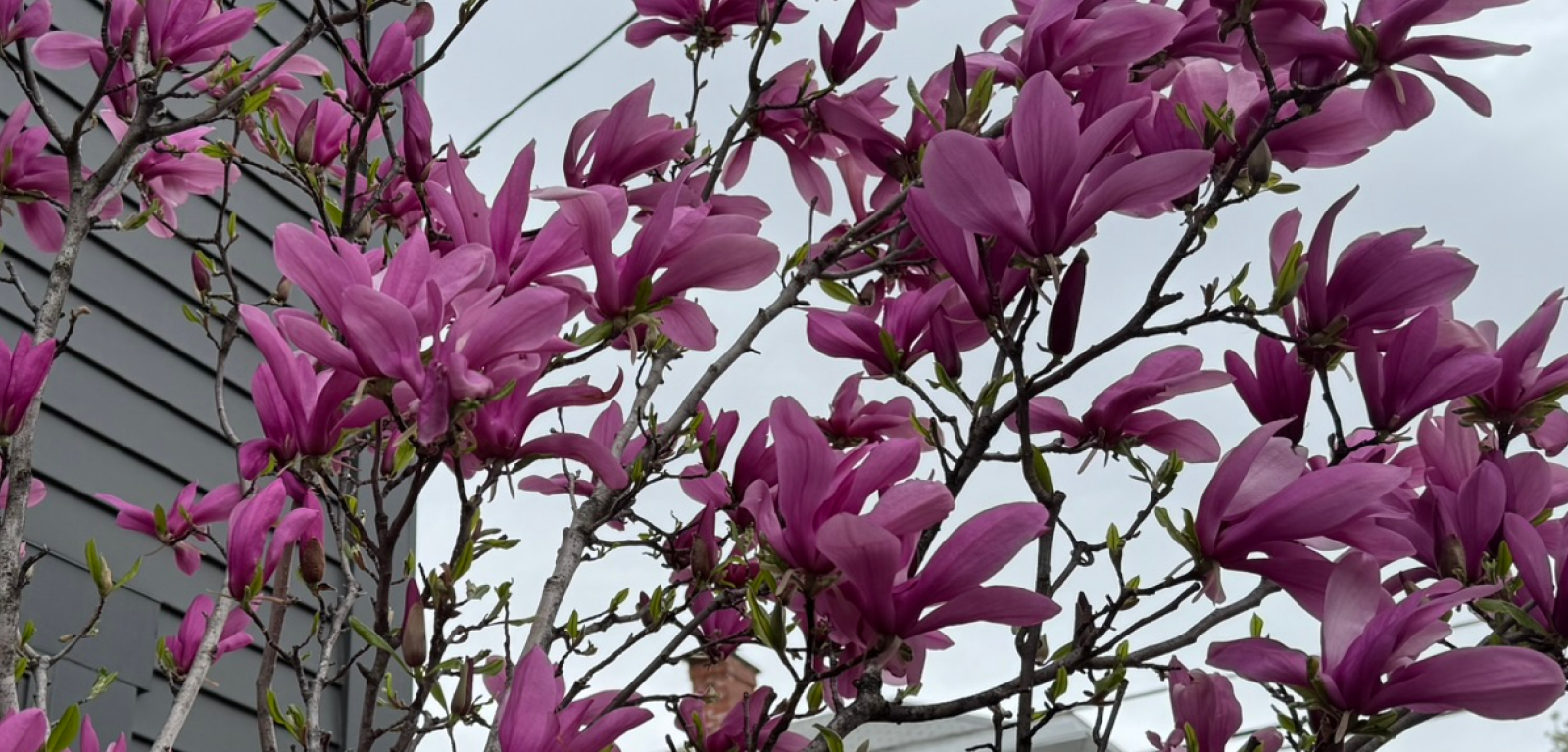 Magnolias in German Village